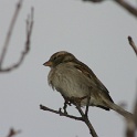 Bord du lac Clarens - 072